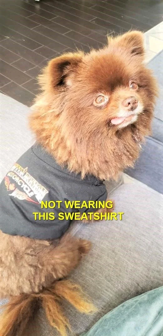 HAPPY ENDINGS - CHEMAINUS BC / BEAR / FEB 7, 2022