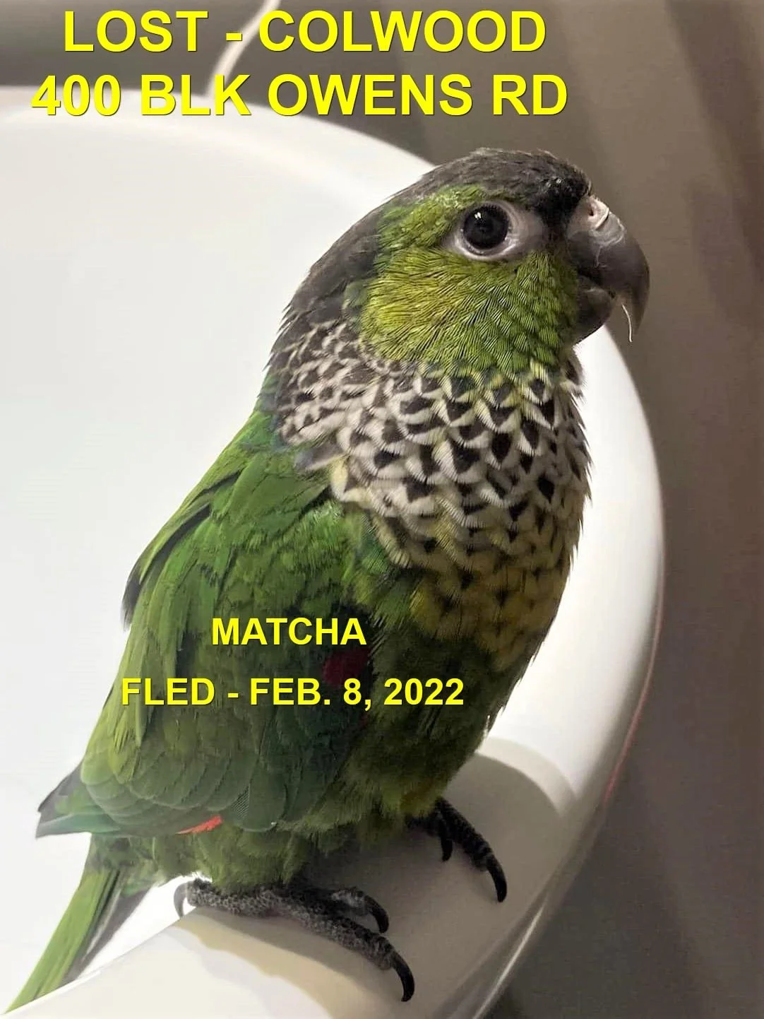 HAPPY ENDINGS - COLWOOD BC / MATCHA BIRD / FEB 8, 2022