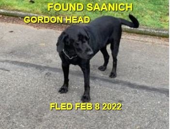 HAPPY ENDINGS - SAANICH BC / MACY / FEB 8, 2022