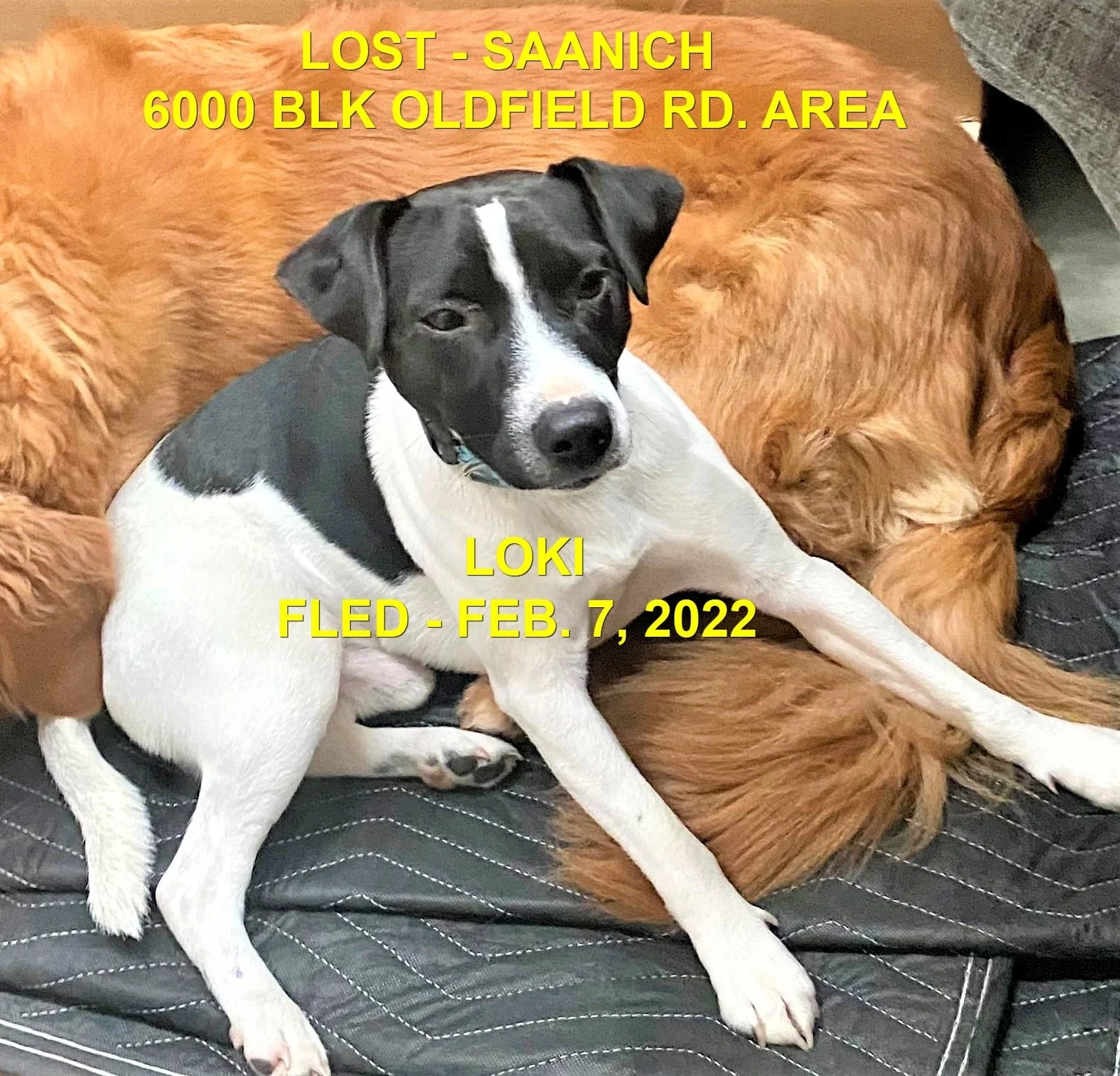 HAPPY ENDINGS - SAANICH BC. / LOKI / FEB 7, 2022