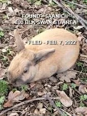 HAPPY ENDINGS - SAANICH BC / BUNNY / FEB 7, 2022