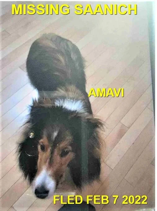 HAPPY ENDINGS - SAANICH BC / AMABI / FEB. 7, 2022