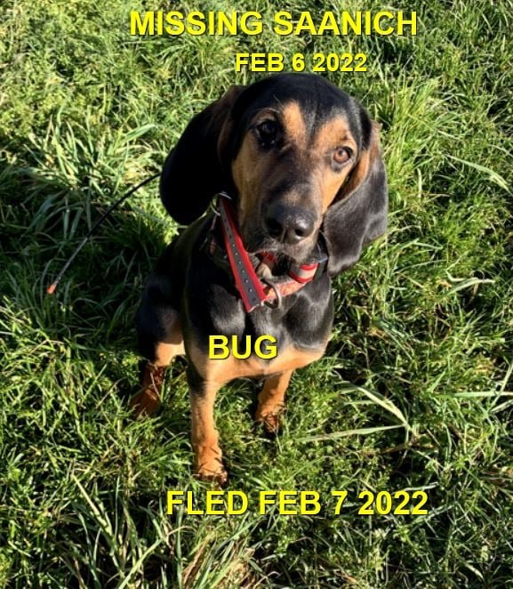 HAPPY ENDINGS - SAANICH BC. / JUNE BUG / FEB. 6 2022