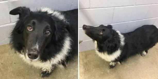 GONE HOME - DUNCAN BC / NIKKI / FEB  5, 2022