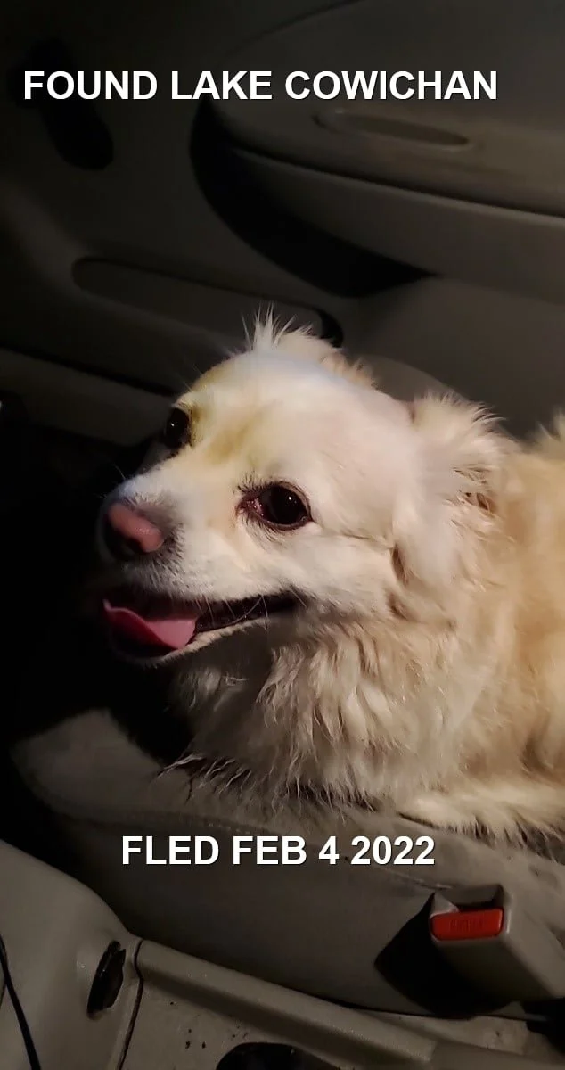 HAPPY ENDINGS - LAKE COWICHAN BC. / FEB 4, 2022