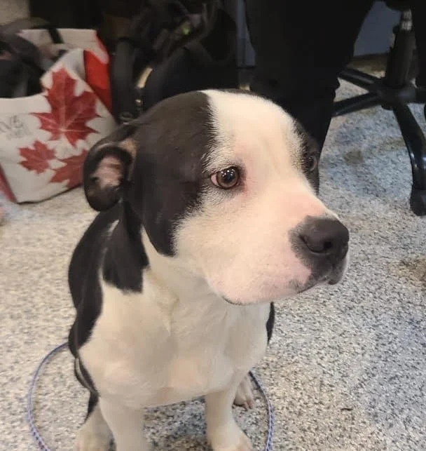 GONE TO SHELTER / HAPPY ENDINGS - DUNCAN BC. / SOPHIE / FEB 3, 2022