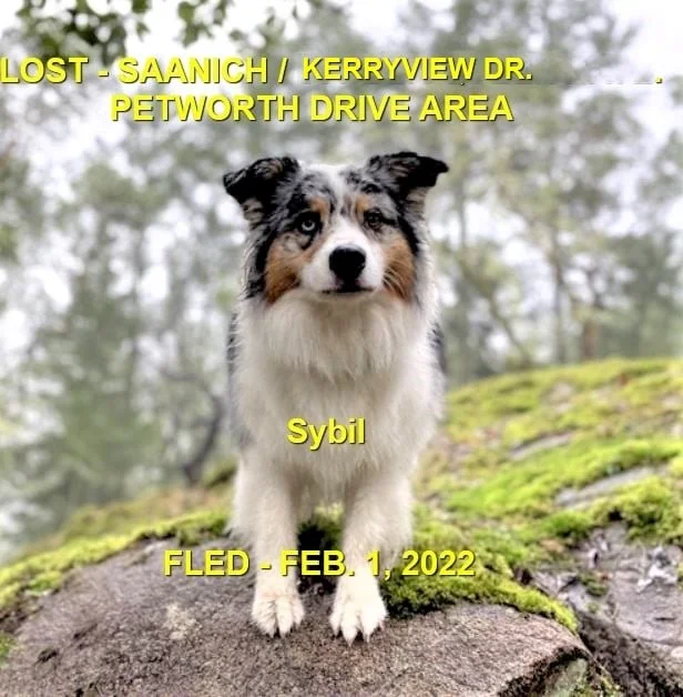 OVER THE RAINBOW BRIDGE - SAANICH BC / SYBIL / FEB 1, 2022