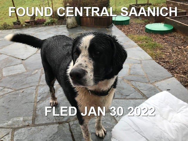 HAPPY ENDINGS - CENTRAL SAANICH BC. / JAN 30, 2022