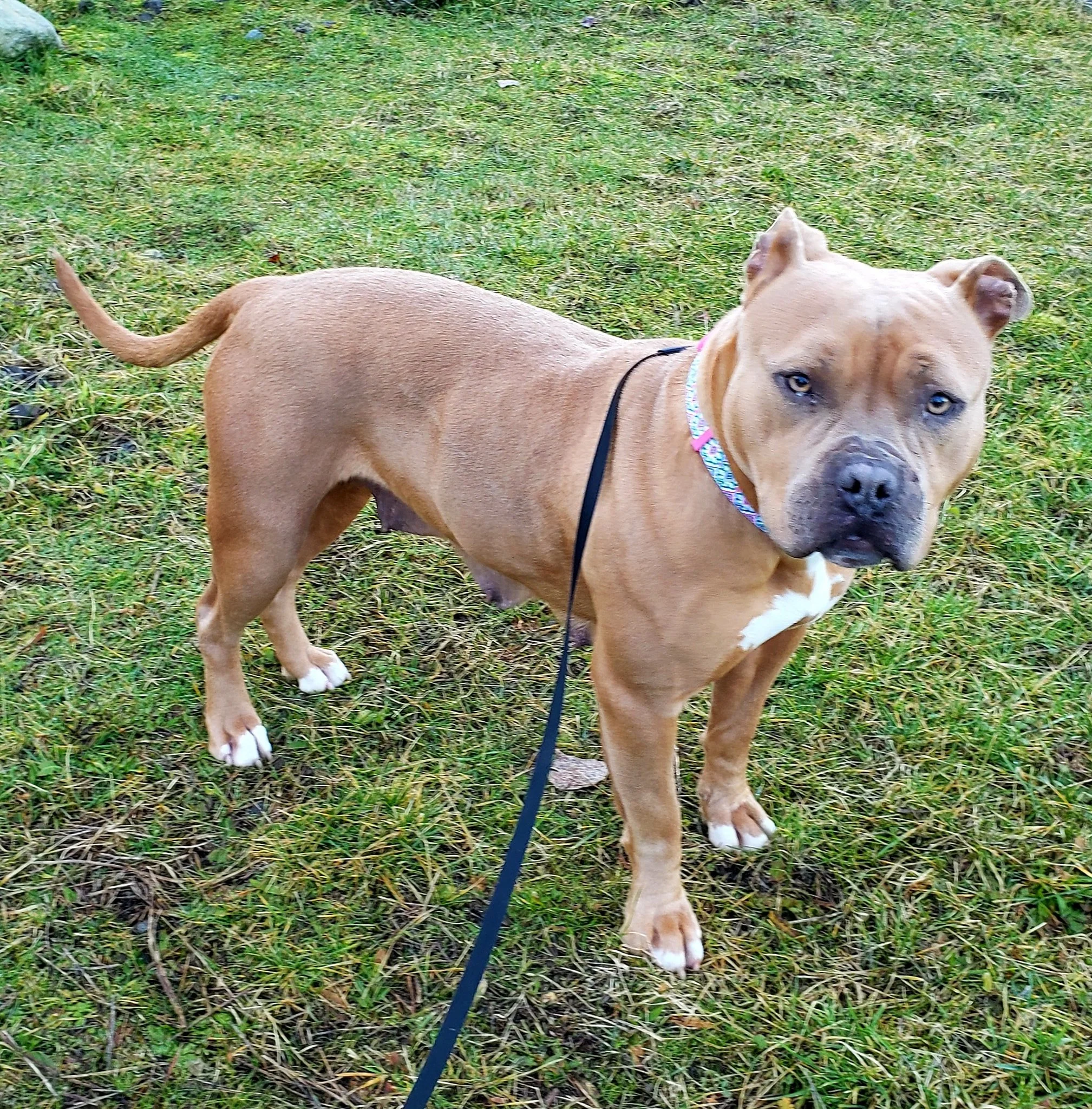 HAPPY ENDINGS / TRANSFER TO RESCUE - LADYSMITH BC / JAN 24, 2022