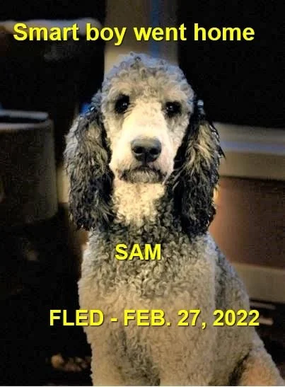 WENT HOME ON HIS OWN - LAKE COWICHAN BC. / SAM / FEB. 27, 2022
