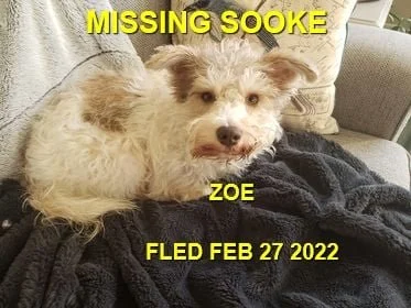 HAPPY ENDINGS - SOOKE BC. / ZOE / FEB. 27, 2022