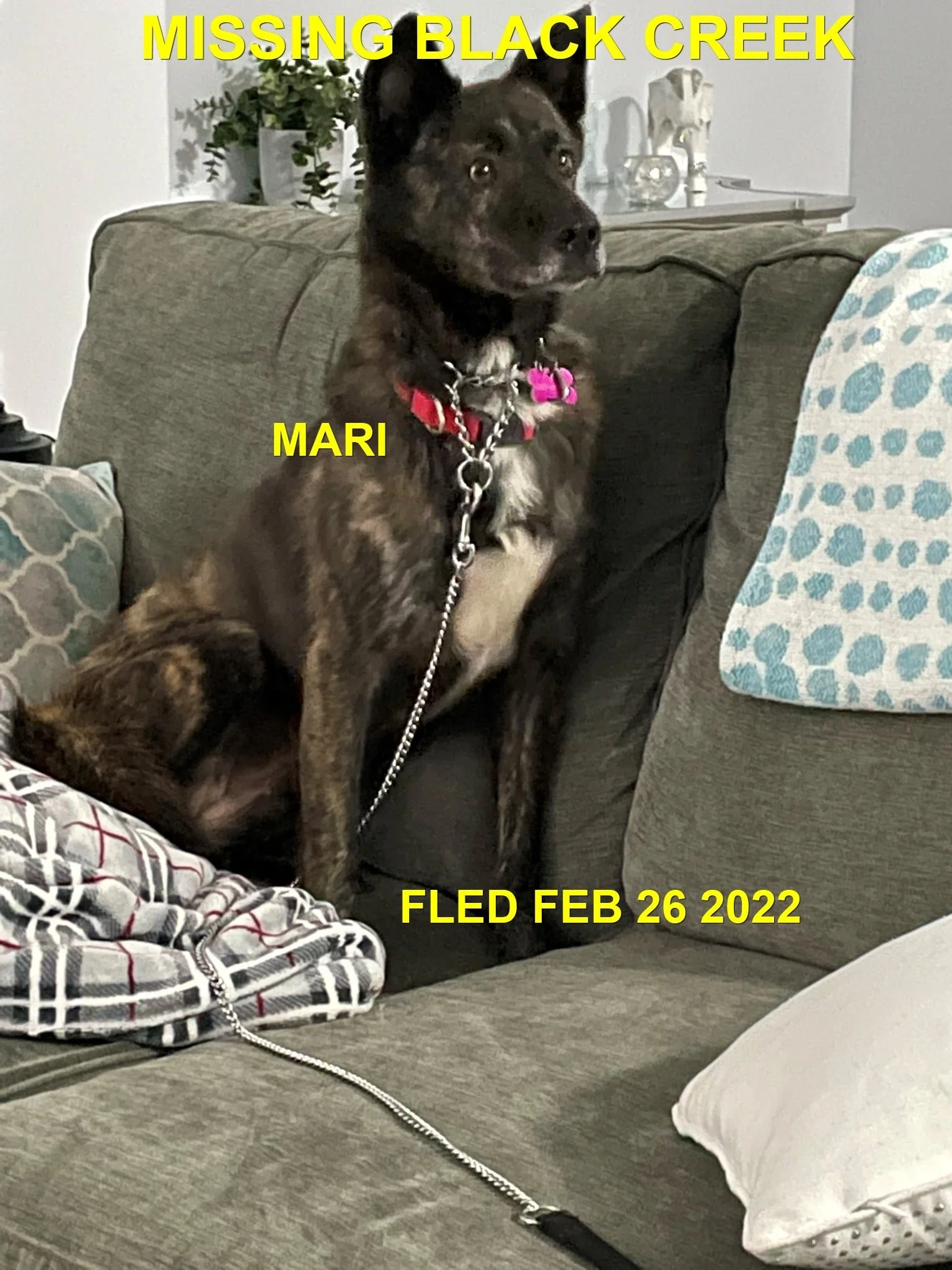 HAPPY ENDINGS - BLACK CREEK BC / MARI / FEB. 26, 2022