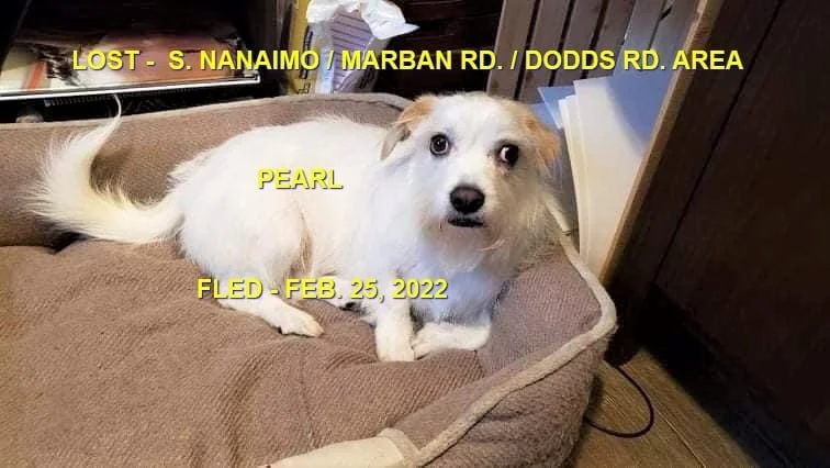 CAME HOME ON HER OWN - NANAIMO BC. / PEARL / FEB. 24, 2022