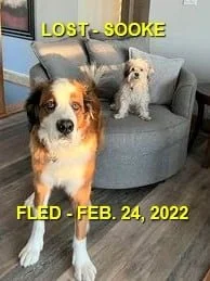 HAPPY ENDINGS - SOOKE BC / CODY &amp; TUX / FEB 24, 2022