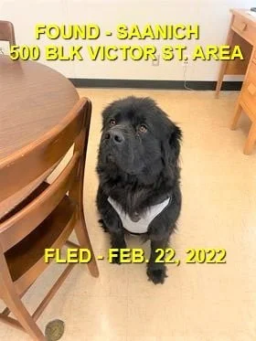 HAPPY ENDINGS - SAANICH BC. / FEB 22, 2022