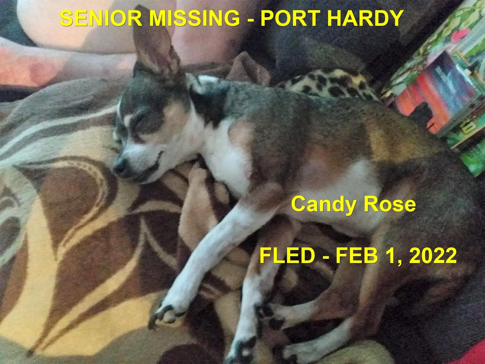 OVER THE RAINBOW BRIDGE - PORT HARDY BC / CANDY ROSE / FEB. 1, 2022