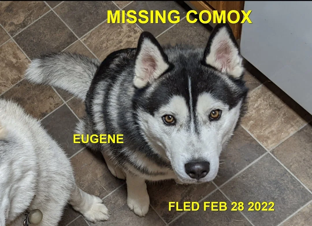 HAPPY ENDINGS - COMOX VALLEY BC. / EUGENE / FEB. 28, 2022