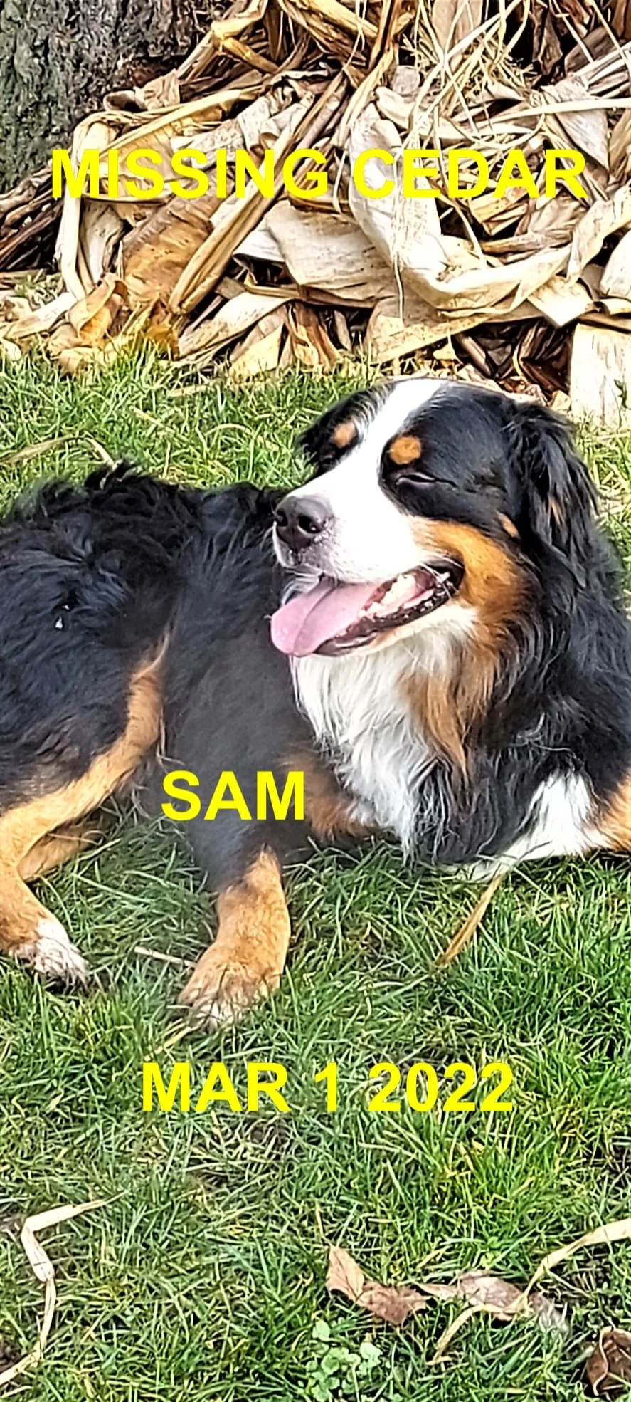 CAME HOME ON HIS OWN - CEDAR BC. / SAM / FEB 28, 2022