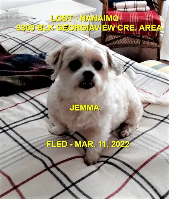 HAPPY ENDINGS / GONE TO SHELTER - NANAIMO BC / JEMMA / MAR. 11, 2022