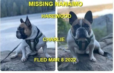 HAPPYE ENDINGS / GONE TO SHELTER - NANAIMO BC / CHARLIE / MAR. 8, 2022