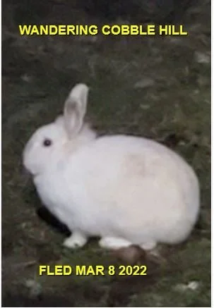 HAPPY ENDINGS - COBBLE HILL BC. / BUNNY GIRL / MAR. 8, 2022