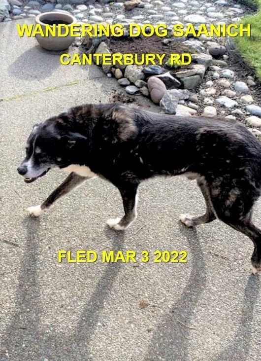 UNRESOLVED - SAANICH BC. / MAR 3, 2022