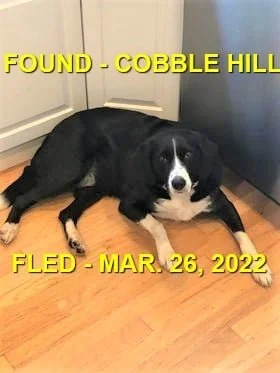 HAPPY ENDINGS - COBBLE HILL BC / MAR 26, 2022