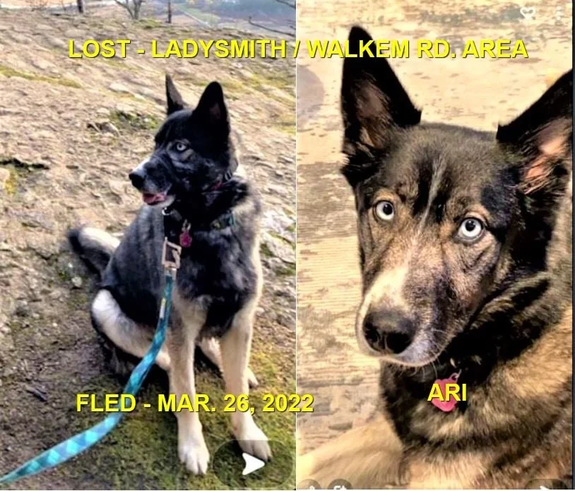 HAPPY ENDINGS - LADYSMITH BC / ARI / MAR. 26, 2022