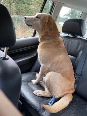 GONE TO SHELTER / HAPPY ENDINGS - DUNCAN BC / HARLEY / MAR. 23, 2022
