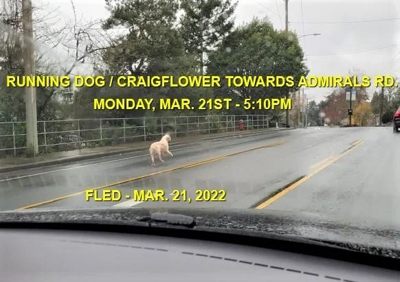 HAPPY ENDINGS - SAANICH BC / GINO / MAR. 21, 2022