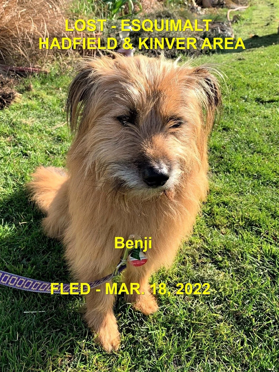 CAME HOME ON HIS OWN - ESQUIMALT BC / BENJI / MAR. 18, 2022