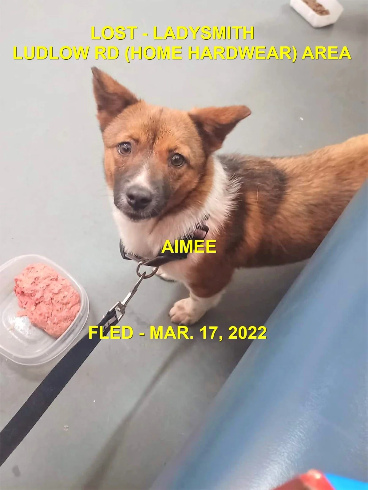 HAPPY ENDING - LADYSMITH BC / AIMEE (TRAPPED BY FLED) 9 DAYS LATER ON MAR. 26, 2022