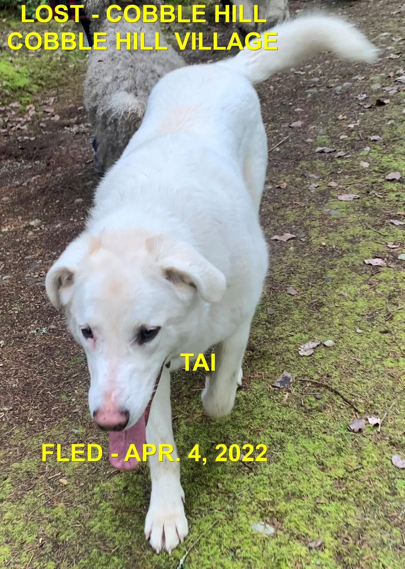 HAPPY ENDINGS - COBBLE HILL BC / TAI / APR. 4, 2022