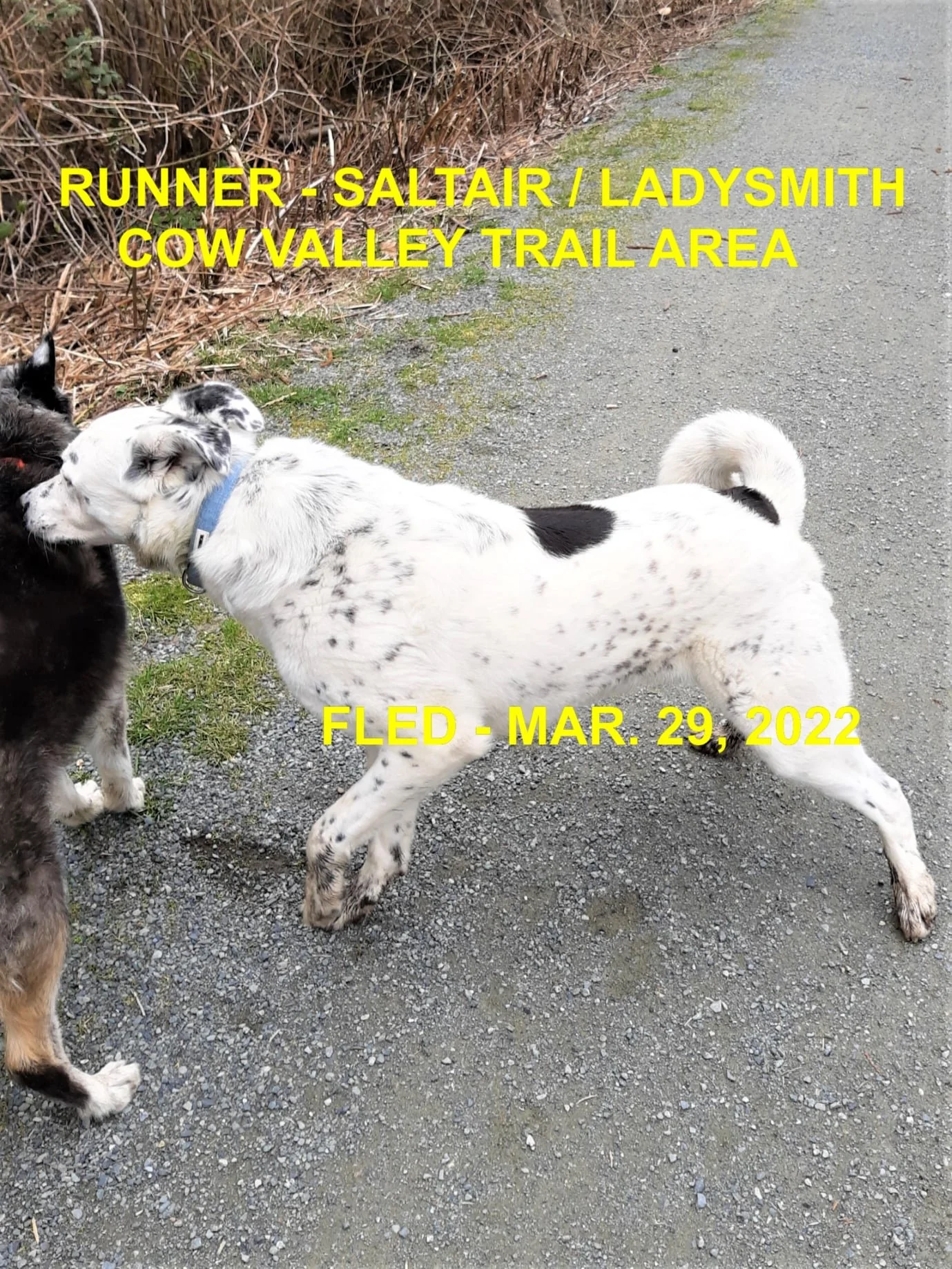 HAPPY ENDINGS - LADYSMITH BC / MARSHALL / MAR. 29, 2022