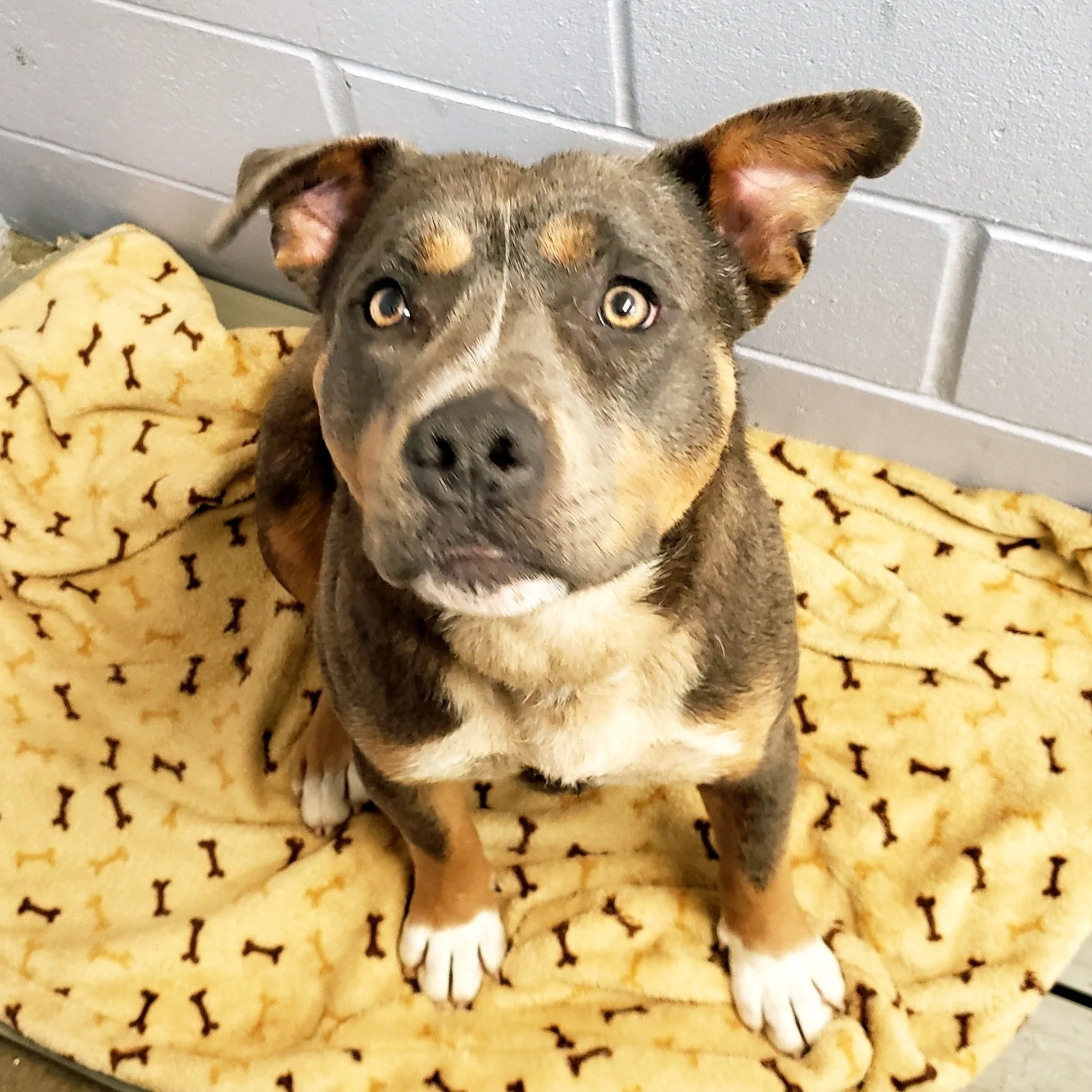 GONE TO SHELTER / HAPPY ENDINGS - NANAIMO BC / RAPHIEL / MAR. 21, 2022