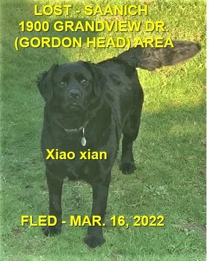 GONE TO SHELTER / HAPPY ENDINGS - SAANICH BC / XIAO XIAN / MAR. 16, 2022