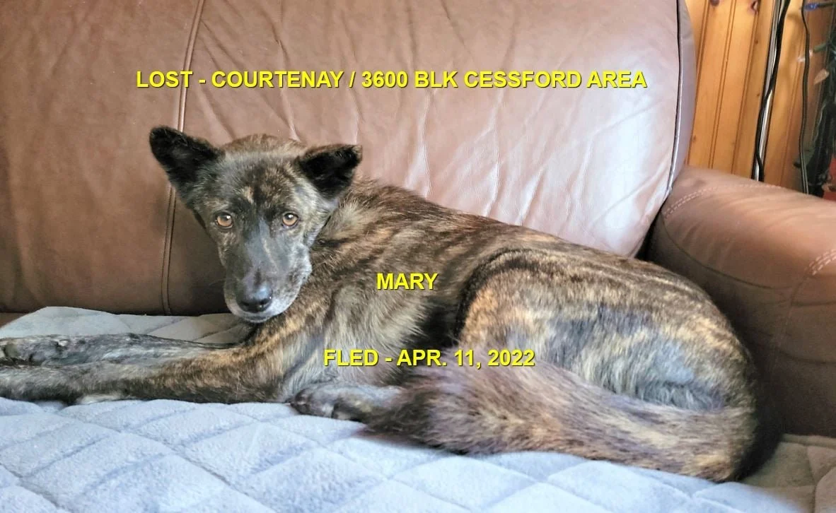 HAPPY ENDINGS - NANAIMO BC. / MARY / APR. 11, 2022 / FOUND APRIL 13TH