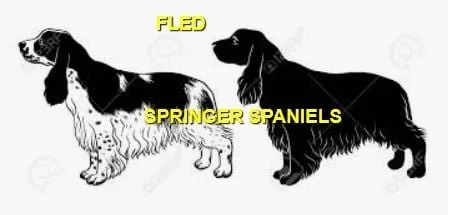 HAPPY ENDINGS - SAANICH BC / APR. 7, 2022