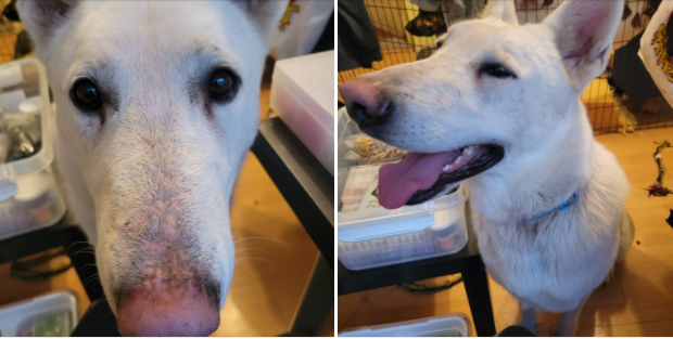 STILL MISSING - BURNABY BC. / SNOOPY / OCT. 10, 2021