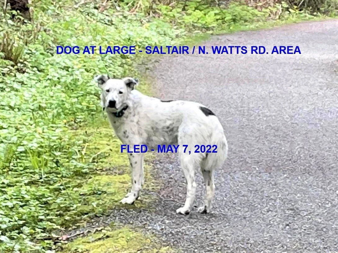 UNRESOLVED - DUNCAN BC / DOG AT LARGE / MAY 7, 2022