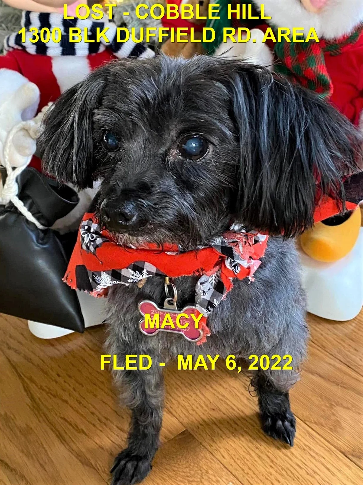 OVER THE RAINBOW BRIDGE - COBBLE HILL BC. / MACY / MAY 6, 2022