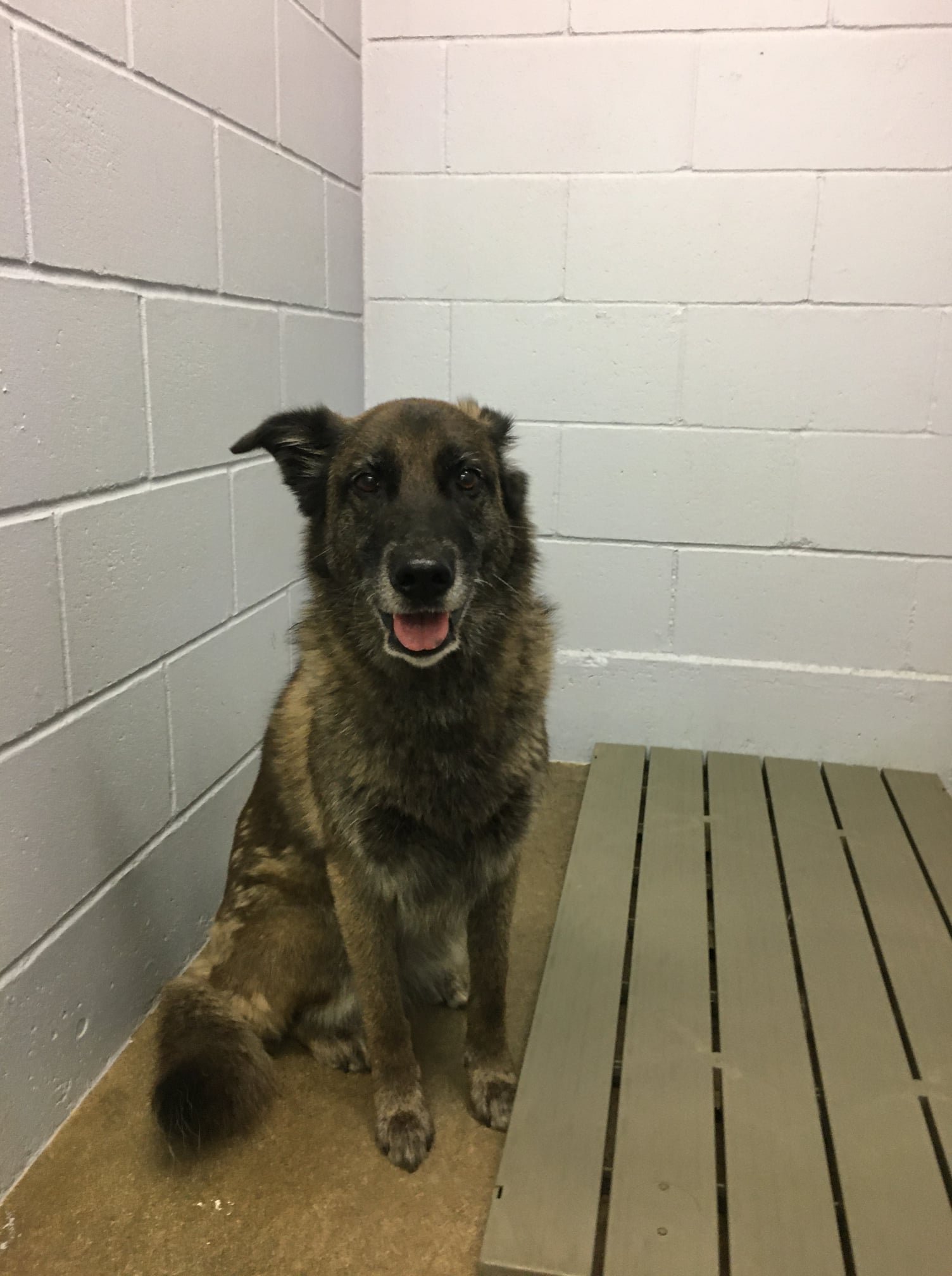 GONE TO SHELTER / OWNER FOUND - DUNCAN BC. / MAY 3, 2022