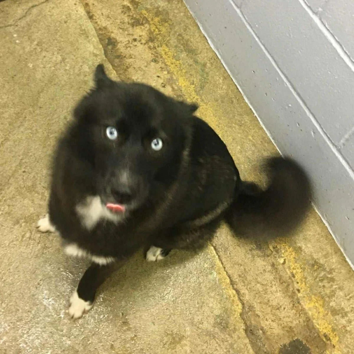 GONE TO SHELTER / OWNER FOUND - DUNCAN BC. / MAY 3, 2022