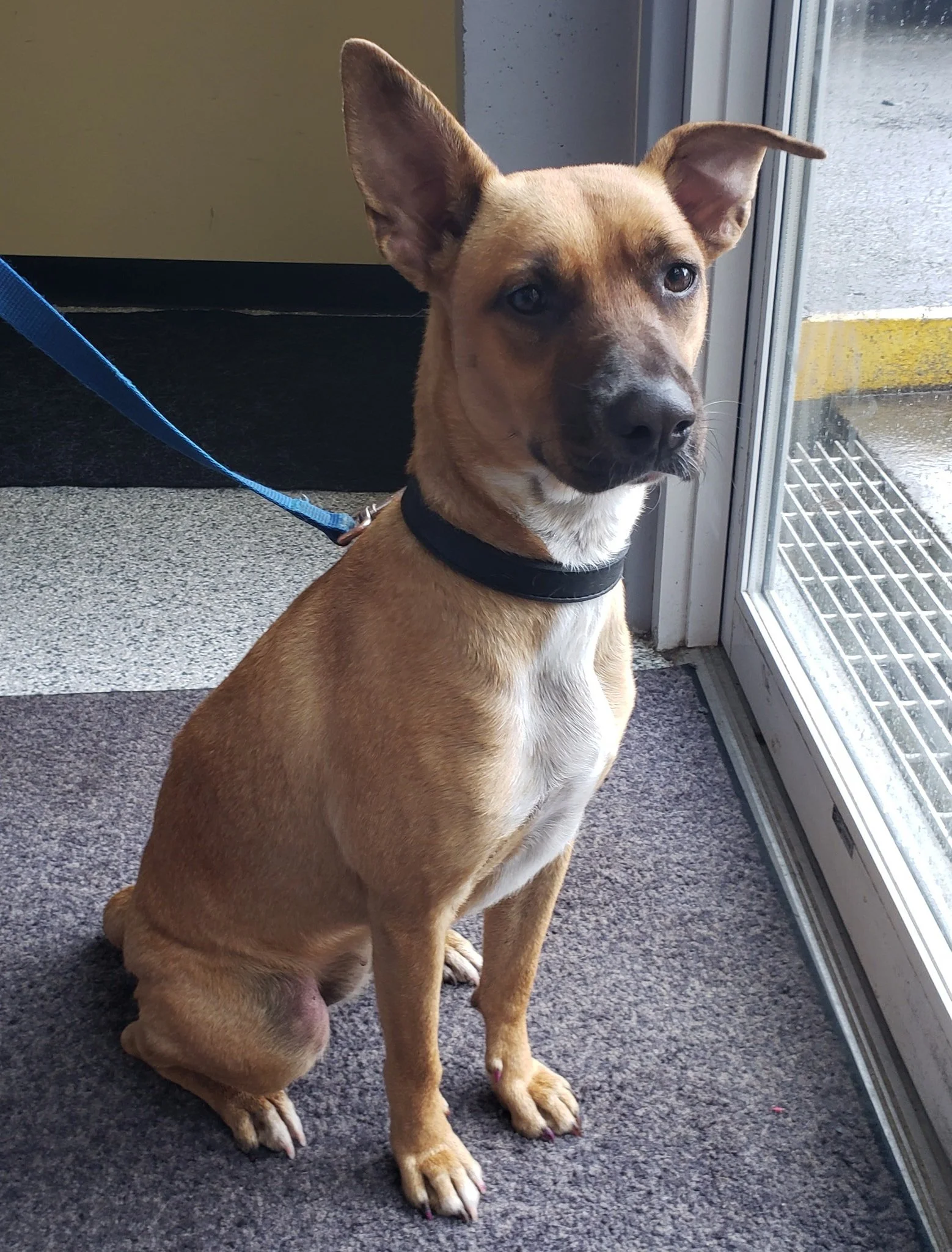 GONE TO SHELTER - HAPPY ENDINGS - DUNCAN BC. / FREYA / APR. 30, 2022