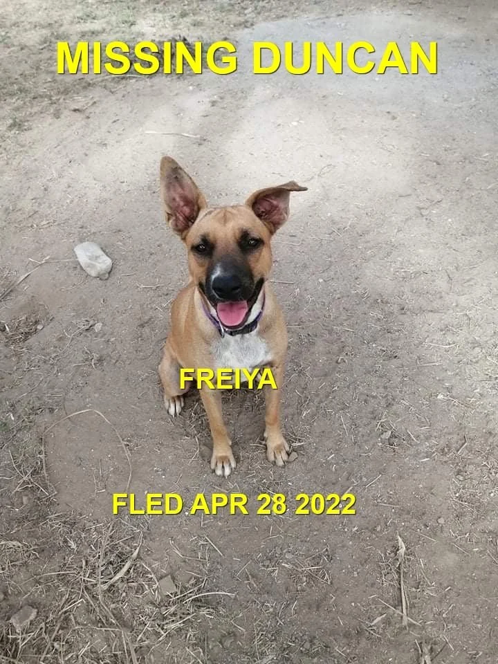 GONE TO SHELTER / HAPPY ENDINGS - DUNCAN BC. / FREIYA - APR. 28, 2022