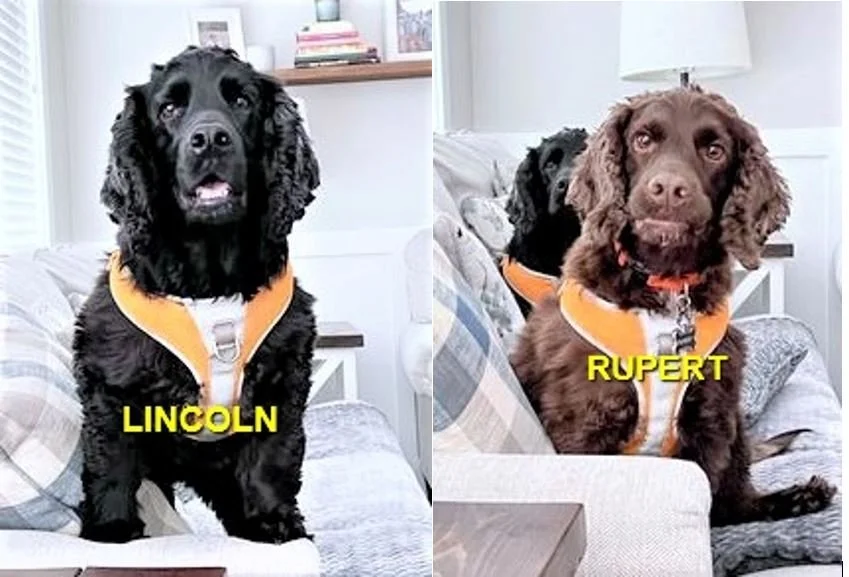 HAPPY ENDINGS - NANAIMO BC. / LINCOLN &amp; RUPERT / MAY 15, 2022