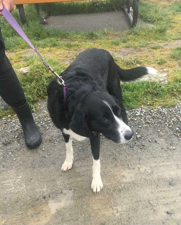 GONE TO SHELTER / GONE HOME - DUNCAN BC. / LUCY / MAY 14, 2022