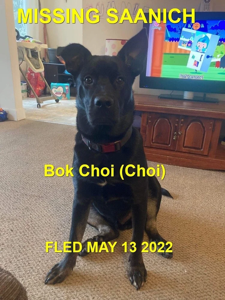 HAPPY ENDINGS - SAANICH BC. / BOK CHOI / MAY 11, 2022