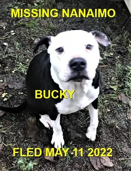 GONE TO SHELTER / HAPPY ENDINGS - NANAIMO BC. / BUCKY / MAY 11, 2022