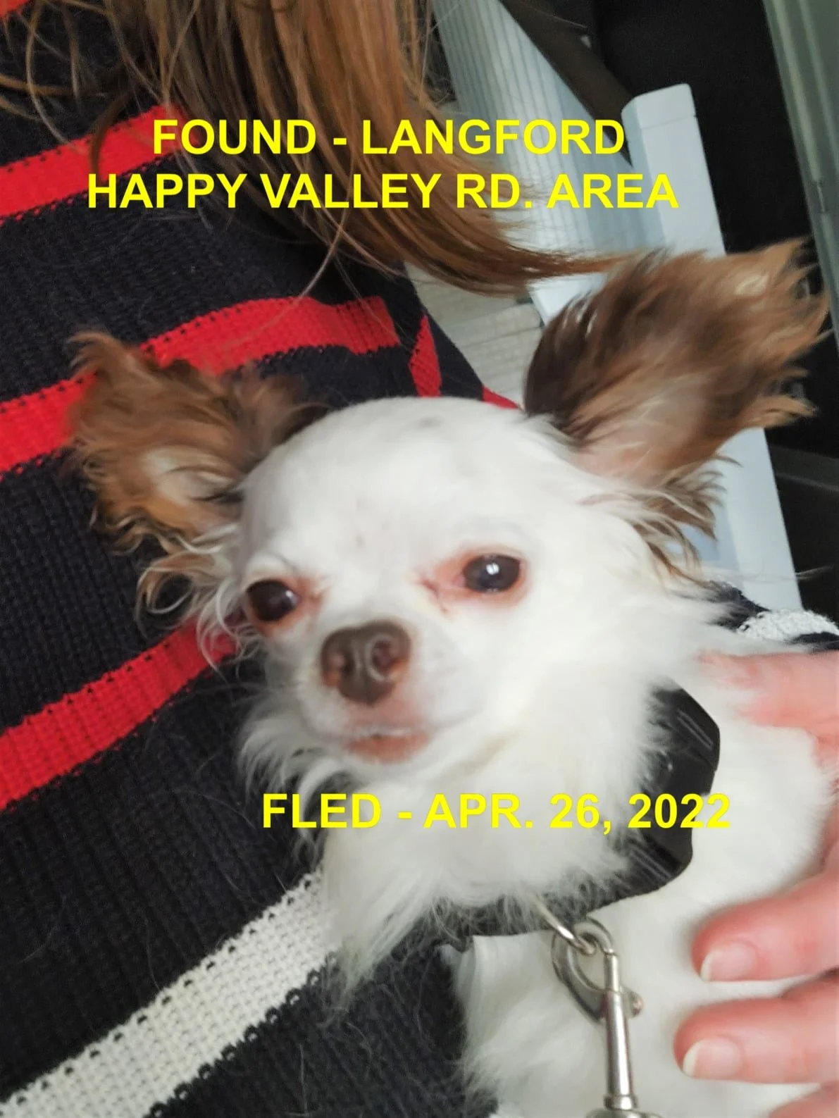 HAPPY ENDINGS - LANGFORD BC. / BENJI / APRIL 26, 2022